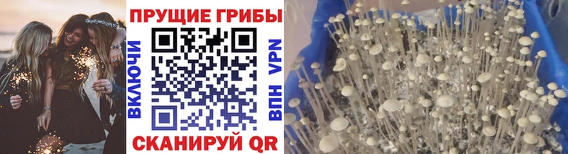 мега вход  Гремячинск  Галлюциногенные грибы Psilocybe 